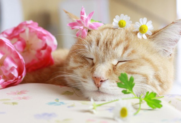 まだ間に合う 母の日ギフトが決まらない方注目 犬好き 猫好きのお母さんにピッタリ 母の日プレゼント特集16 もふもふちゃんねる