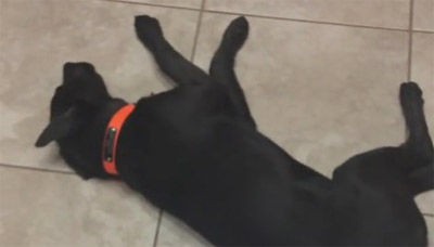 犬 絶対動かないワン 寝ているワンちゃんに向かって一直線に走るお掃除ロボ 動かないワンちゃんにとった行動とは もふもふちゃんねる