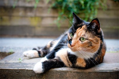 3万匹に1匹の猫 5匹の子猫を保護した結果 5匹のうち2匹が三毛猫のオスだったことが判明 もふもふちゃんねる