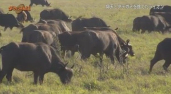 Nhkダーウィンが来た 常識はずれ タテガミを捨てたライオン Twitter反応 まとめ もふもふちゃんねる Nhkダーウィンが来た 常識はずれ タテガミを捨てたライオン Twitter反応 まとめ もふもふちゃんねる