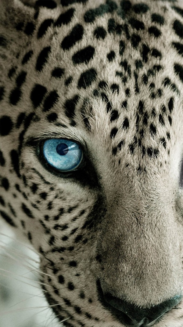 Kawaii 可愛い動物壁紙 Iphone 6 6s を購入したらまず入れておきたい壁紙best100 もふもふちゃんねる