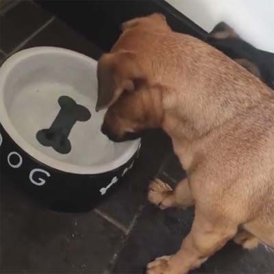 犬 なんで取れないワン 水飲みボウルに描かれた骨が気になるワンコ 頑張って骨を取ろうとする姿が話題に もふもふちゃんねる