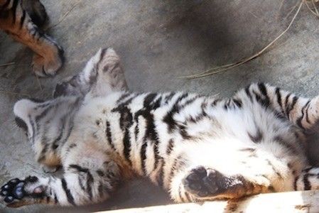 変な ヘソ天 でした 柴犬ポチと五十男