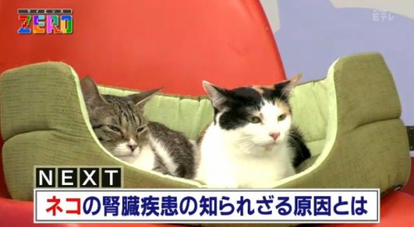 Nhkサイエンスzero ニャンとびっくり 科学で探る ネコとヒトとの優しい関係 Twitter反応 まとめ もふもふちゃんねる