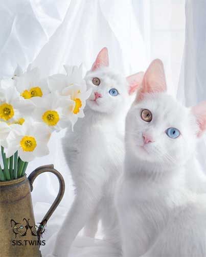 海外で話題となった猫 世界で最も美しいと言われた有名な 美猫 11選