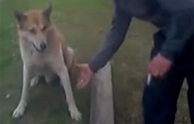 犬 契約成立だワン ワンちゃんに握手を求めた結果 これは何かいい取引きをしたに違いない もふもふちゃんねる