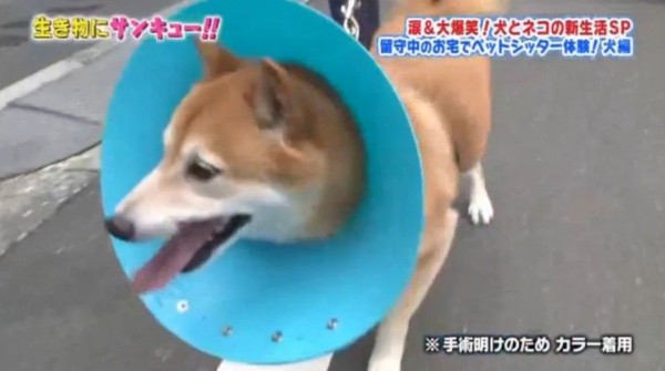 Tbsトコトン掘り下げ隊 生き物にサンキュー 犬 ネコの新生活スペシャル Twitter反応 まとめ もふもふちゃんねる