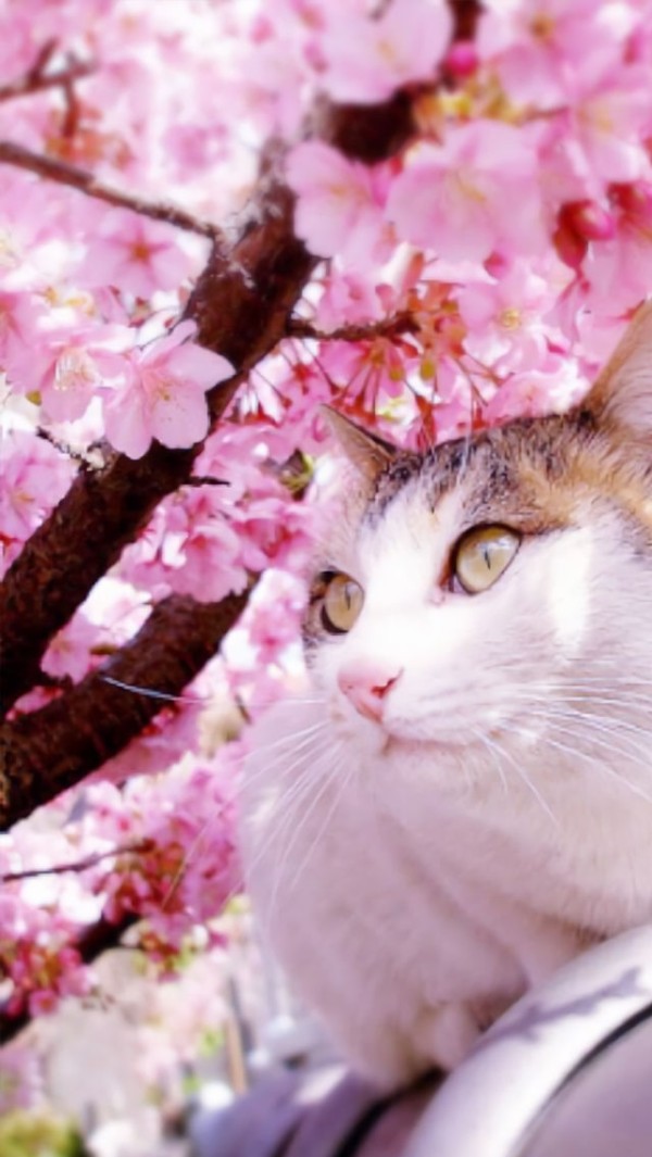 Iphonese 5 5s壁紙 春 桜のこの季節にピッタリ 可愛い厳選壁紙ベスト１００ もふもふちゃんねる