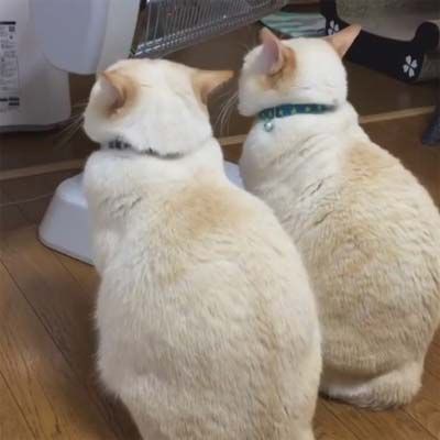 猫 あったかいニャ ヒーター前を陣取りぬくぬくするニャンコ こんがりと良い具合に焼き色がついていて美味しそう もふもふちゃんねる