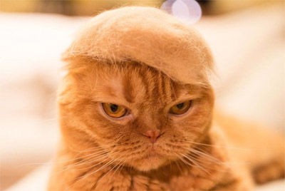 とんがり帽子にトランプヘアー！？抜け毛で作った帽子をかぶる猫ちゃん 