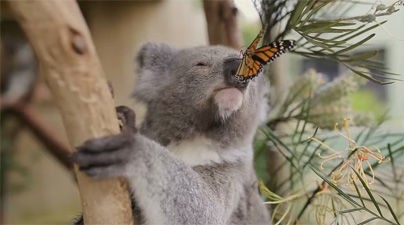 ナニコレ可愛い オーストラリアで撮影された赤ちゃんコアラと蝶々の動画が海外で話題に もふもふちゃんねる