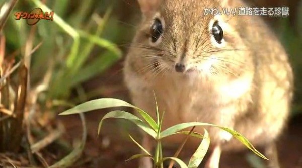 Nhkダーウィンが来た 走れ 走れ 道路 に生きる珍獣 Twitter反応 まとめ もふもふちゃんねる