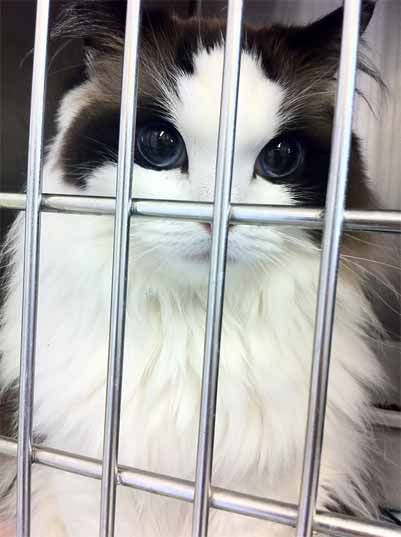 海外で話題となった猫 世界で最も美しいと言われた有名な 美猫 11選 もふもふちゃんねる 海外で話題となった猫 世界で最も美しいと言われた有名な 美猫 11選 もふもふちゃんねる