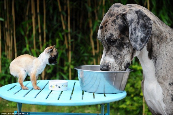 体格差に驚き 世界一背の高い犬 グレート デーン と イギリスで最も小さい犬 チワワ がご対面 もふもふちゃんねる