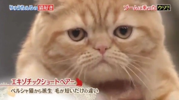 日テレ行列のできる法律相談所 犬派も猫派も大集合 私たちペットを愛しすぎてますsp Twitter反応 まとめ もふもふちゃんねる