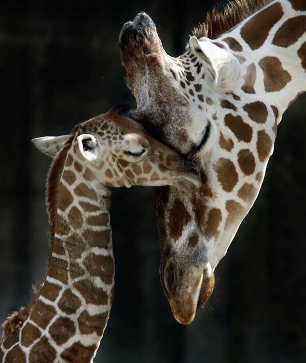 母の日 愛情が伝わってくる母と子の絆 ほっこり癒される動物の親子画像55選 もふもふちゃんねる