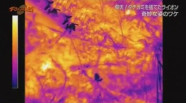Nhkダーウィンが来た 常識はずれ タテガミを捨てたライオン Twitter反応 まとめ もふもふちゃんねる Nhkダーウィンが来た 常識はずれ タテガミを捨てたライオン Twitter反応 まとめ もふもふちゃんねる