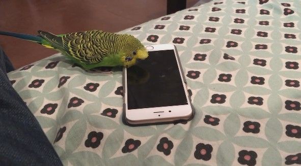 動画 インコがiphoneに Hey Siri と話しかけた結果 もふもふちゃんねる