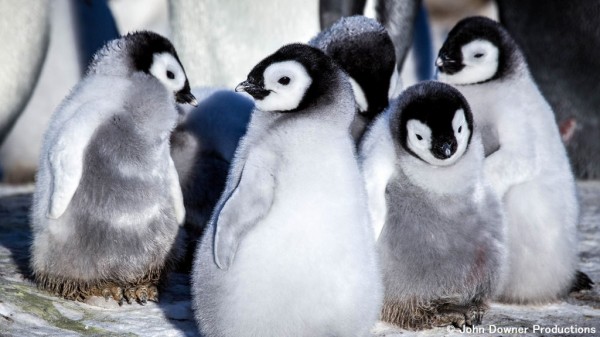 Nhk地球ドラマチック 南極ペンギン物語 スノウ誕生から旅立ちまで Twitter反応 まとめ もふもふちゃんねる