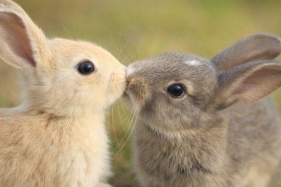 今日は何の日 5月23日は キスの日 かわいすぎる動物たちの熱いキス画像37選 もふもふちゃんねる