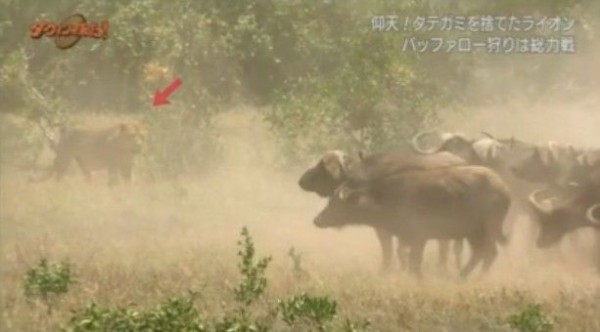 Nhkダーウィンが来た 常識はずれ タテガミを捨てたライオン Twitter反応 まとめ もふもふちゃんねる Nhkダーウィンが来た 常識はずれ タテガミを捨てたライオン Twitter反応 まとめ もふもふちゃんねる