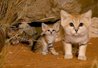 注目タグ 今ツイッターで話題のタグ 秘密にしておきたかった生き物 の猫バージョンも神秘的だった件 もふもふちゃんねる