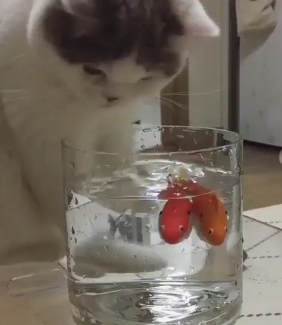 水槽に入った玩具の金魚を見つめるにゃんこさん なぜか猫用ウォーターサーバーに早変わりだと海外で話題に もふもふちゃんねる