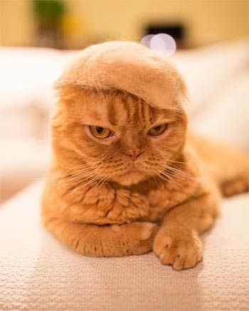 とんがり帽子にトランプヘアー 抜け毛で作った帽子をかぶる猫ちゃんが似合い過ぎると海外で話題に もふもふちゃんねる