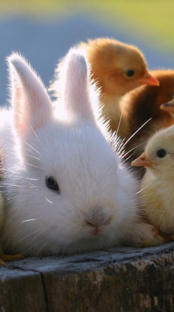 Kawaii 可愛い動物壁紙 Iphone 6 6s を購入したらまず入れておきたい壁紙best100 もふもふちゃんねる