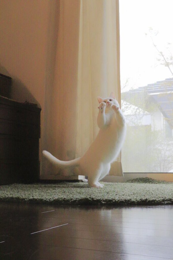 画像 Twitterに投稿された ほっこりする動物たちの おもしろい 癒される 画像を集めてみました その2 もふもふちゃんねる