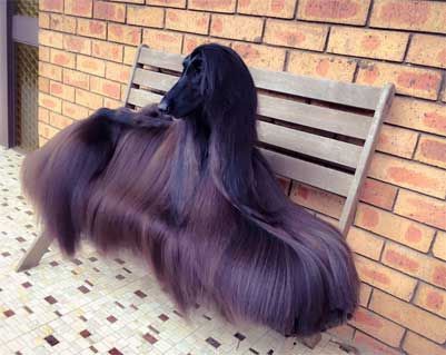 数々の賞を総なめにした世界一美しい犬 多くの人を魅了した長い毛並みを持つアフガン ハウンドが海外で話題に もふもふちゃんねる