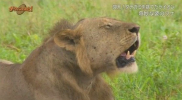 Nhkダーウィンが来た 常識はずれ タテガミを捨てたライオン Twitter反応 まとめ もふもふちゃんねる