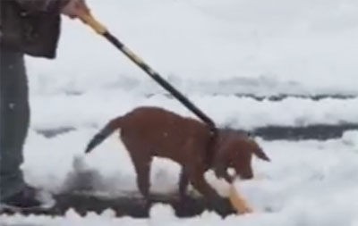 犬 お手伝いするワン 飼い主さんと一緒に雪かきをするワンちゃん 思いもよらぬ出来事が待ち受けていた もふもふちゃんねる