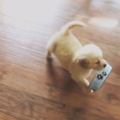 子犬 ごはん ごはん お皿を自分で用意するゴールデンレトリバーの子犬がとってもかわいいと話題に もふもふちゃんねる