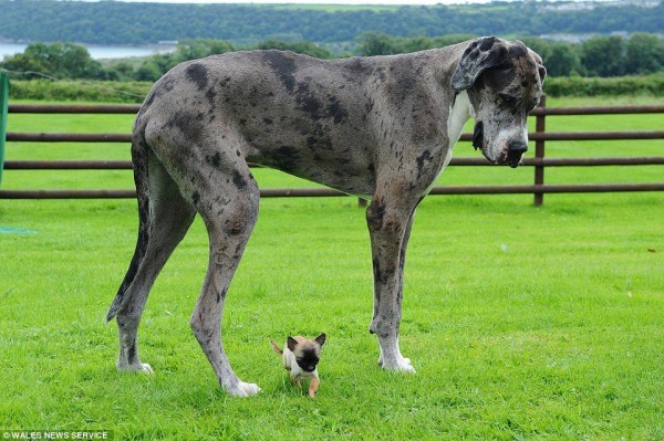 体格差に驚き 世界一背の高い犬 グレート デーン と イギリスで最も小さい犬 チワワ がご対面 もふもふちゃんねる