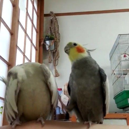 おもしろ動画 まるで人間みたい いたずらっ子なオカメインコの可愛すぎるいたずら現場を目撃 もふもふちゃんねる