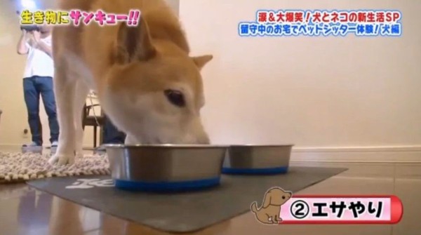 Tbsトコトン掘り下げ隊 生き物にサンキュー 犬 ネコの新生活スペシャル Twitter反応 まとめ もふもふちゃんねる