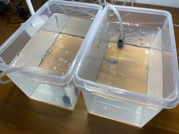 めだか ミジンコ もいくんのいろいろ日記