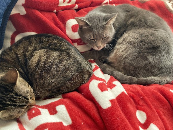 ワイのネッコ めっちゃ心地よさそうでかわいい ほのぼの絵にっき