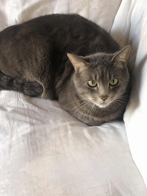 癒し かわいいねネッコ ほのぼの絵にっき