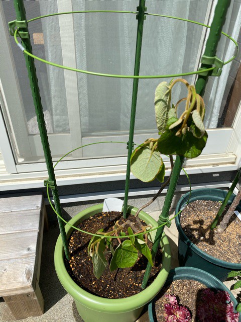 鉢植えキウイが枯れそう 切り戻しにチャレンジ 家庭菜園と暮らしと わたし