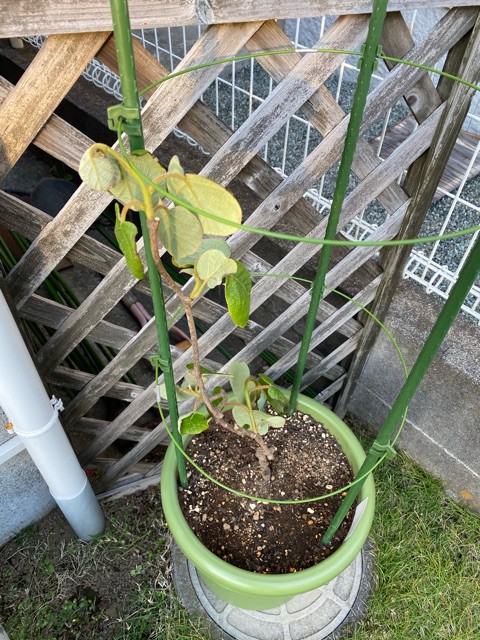 鉢植えキウイが枯れそう 切り戻しにチャレンジ 家庭菜園と暮らしと わたし