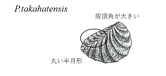 白亜紀前期のPterotrigonia類の分類覚え書き : 白亜紀徒然