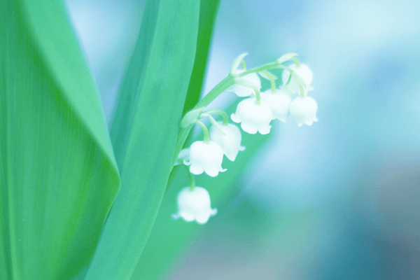 すずらんとうさぎ イラストレーター Momochy オフィシャルブログ 桃の宝石箱
