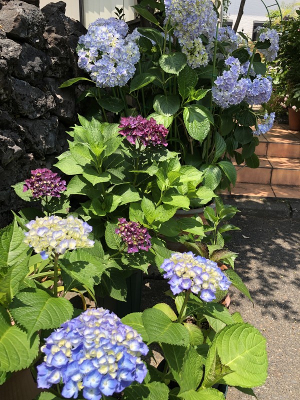 昨日と今日で変わるアジサイの花 – 日本の文化再発見、暮らして