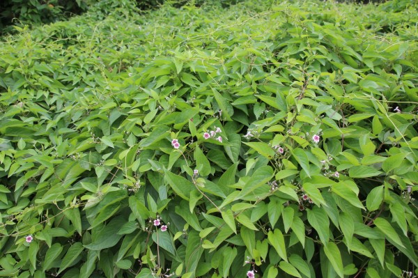 へくそかずらがすごい なーよの植物散歩