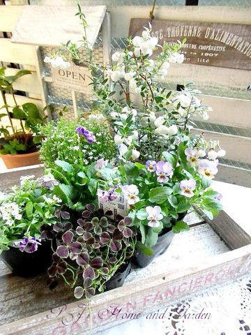 秋のベランダガーデニング P J S Home And Garden Powered By ライブドアブログ 秋のベランダガーデニング P J S Home And Garden Powered By ライブドアブログ