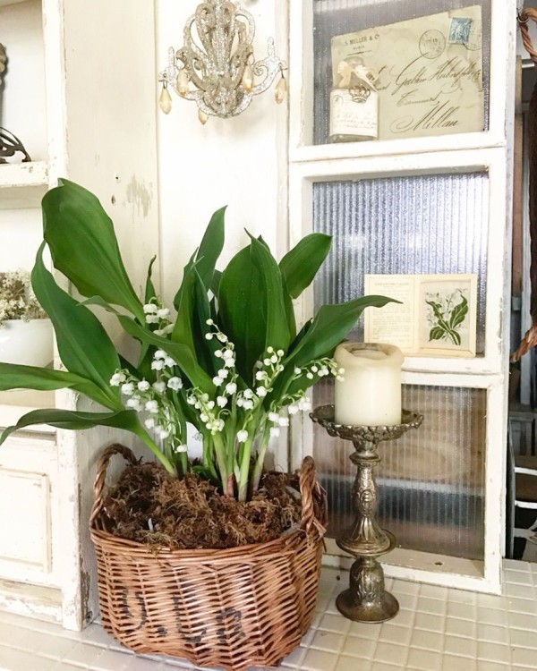 自分へのプレゼント 大好きな鈴蘭をお迎え P J S Home And Garden Powered By ライブドアブログ