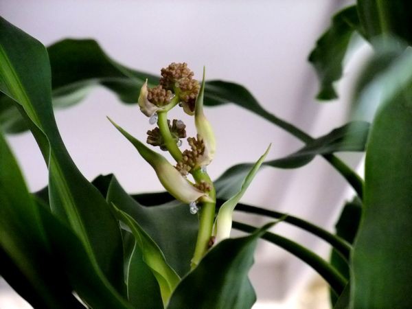 幸福の木の 花 珈琲たいむ