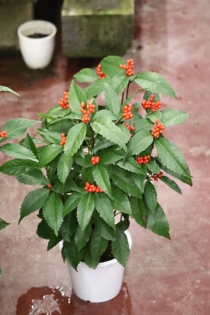 豪華な八重咲きのシクラメン赤い彗星&マウントギャザリング : モナ